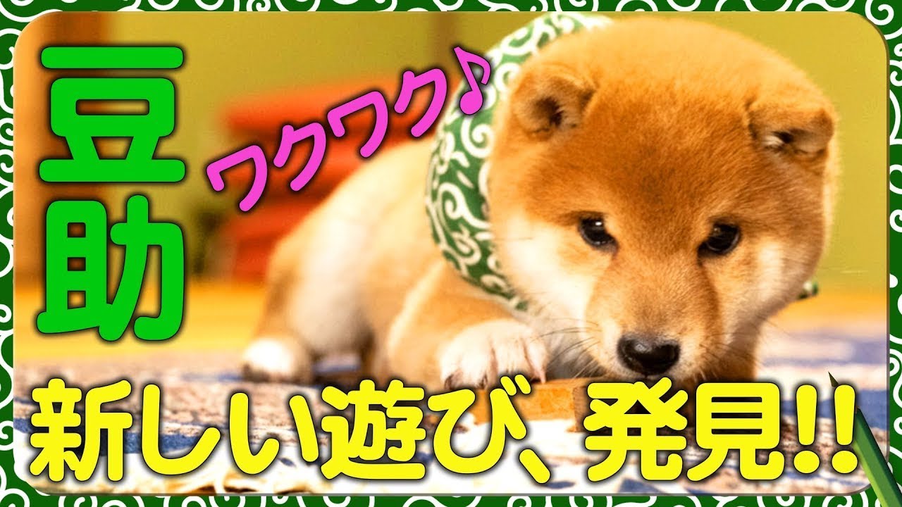 豆助んち005】豆助、新しい遊びにワクワク！・5日目＜柴犬・豆柴