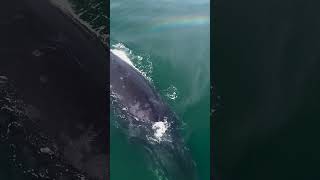 Humpback Whale Exhale With Rainbow!