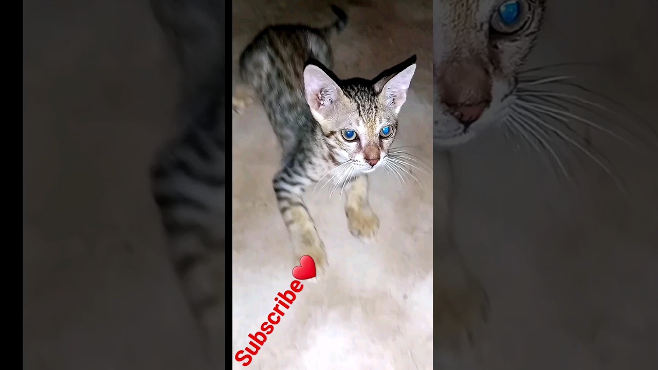 Mini Marvels Captivating Moves of Tiny Cats😺 | 