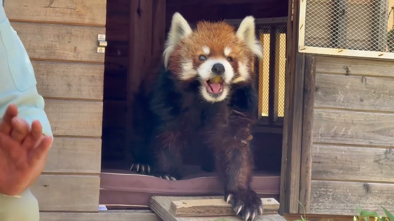 Lesser Panda Guide: 