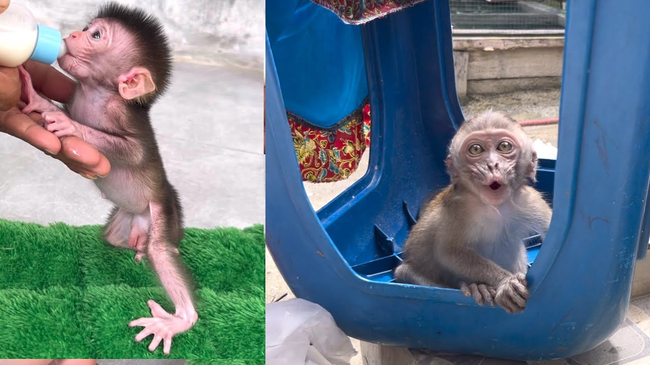 Little monkey Samson sulking, baby william drinking milk standing up