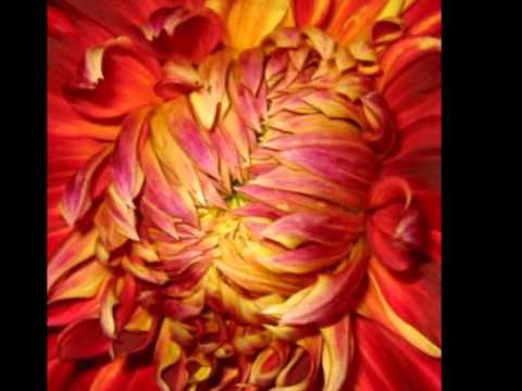 Video: Gule Og Orange Blomster