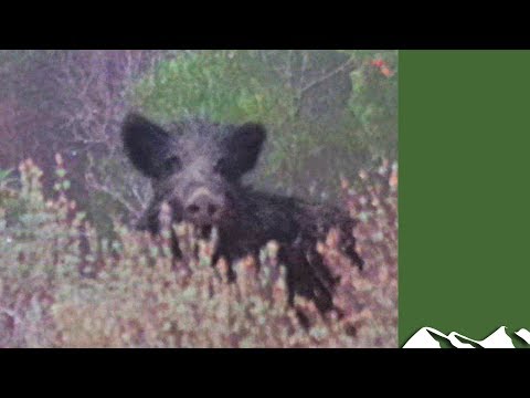 Hunting speedy wild boar in Corsica