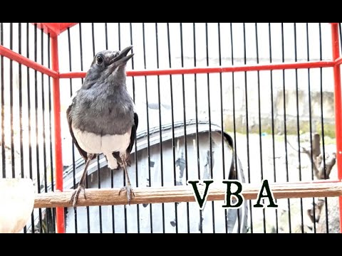 PANCINGAN KACER BETINA AGAR CEPAT BIRAHI , BUKTIKAN ..!!! 