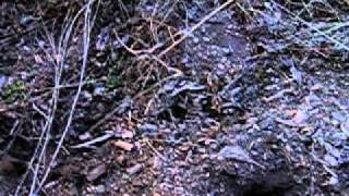 Blowing Up Mole Homes