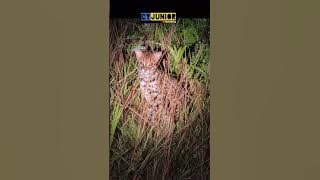 tangkap buat belaa molek ni...