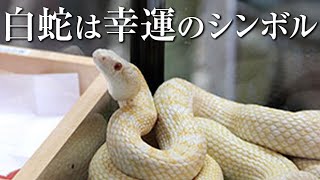 白い蛇は幸運のシンボル！金運アップにとっても縁起が良い！！「蛇窪