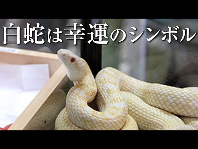 白い蛇は幸運のシンボル！金運アップにとっても縁起が良い！！「蛇窪