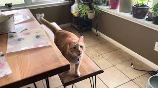 Henry the cat tries to clean the table