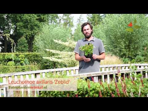 Vidéo: Leukotoe: Arbuste 