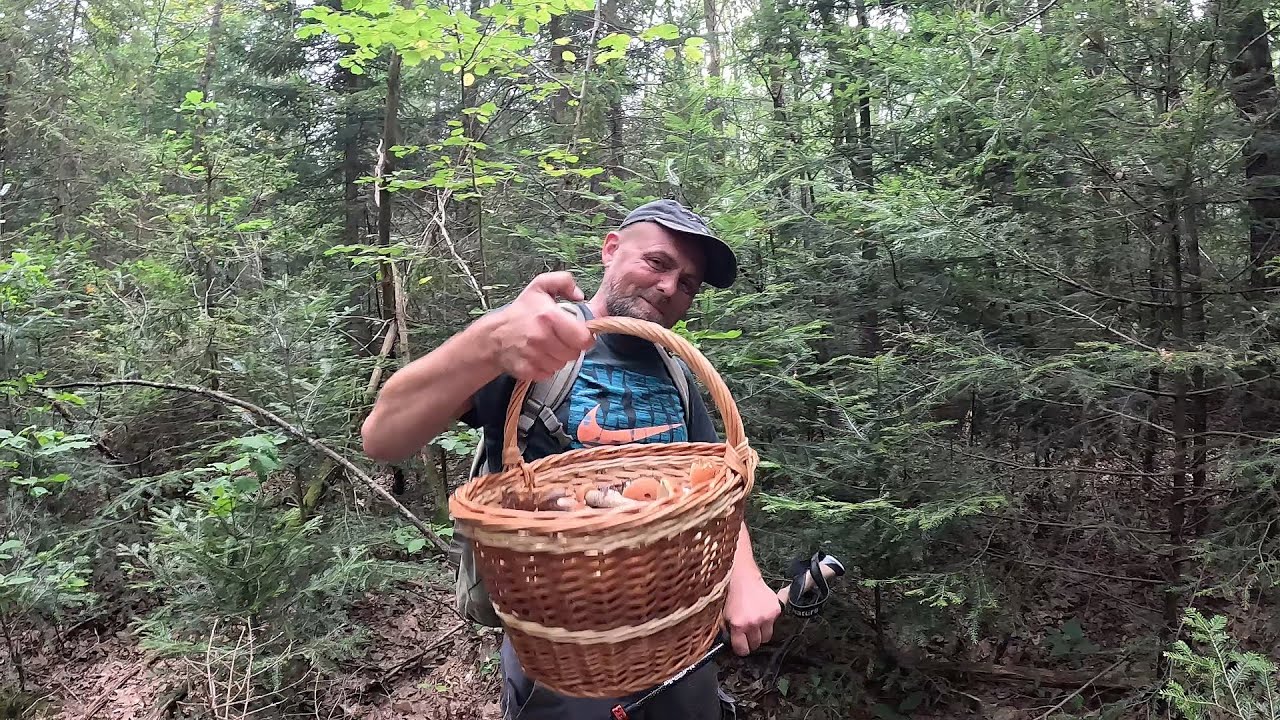 ГРИБ НА ГРИБІ…🍄У грибників ЗАШКАЛЮЄ! Емоції через край!🔥