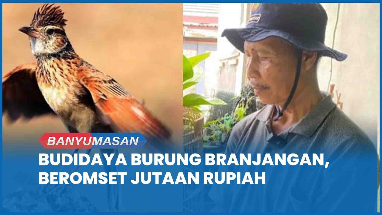 Pensiunan PPPK Purbalingga Ini Raup Jutaan Rupiah dari Budidaya Burung  Branjangan