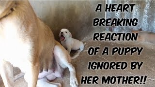 A Heart Breaking  Reaction Of A Puppy When Mother Dog Ignored Them || Crying Puppies