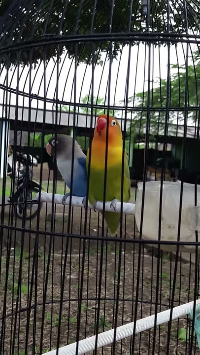 Love bird Marco Arw community