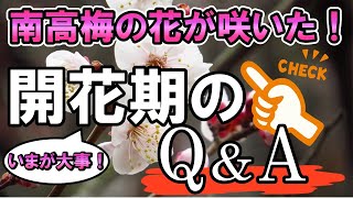 南高梅の花が咲く　いまが大事！開花期Q＆A