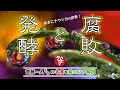 発酵か？腐敗か？酒蔵『寺田本家』の微生物が教えてくれた人間の生き方【発酵道】 - 斎藤一人さんの名言を絵コンテ解説【斎藤一人】