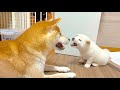 【柴犬 子犬】母犬の教えで上手に遊べるようになってきた子犬