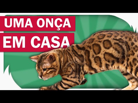 Vídeo: Os gatos de bengala podem ter listras?