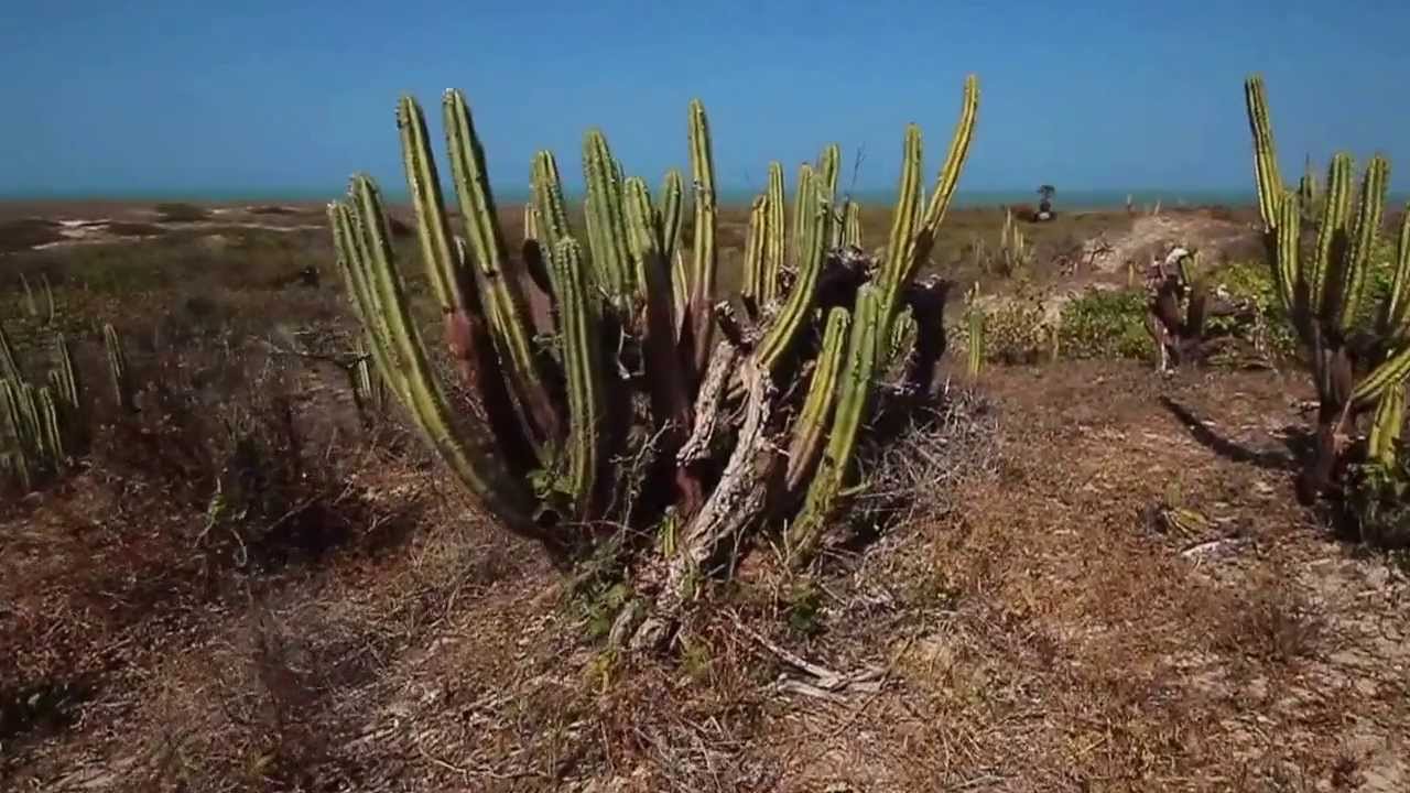 Pro Kite Brasil Mads Wollesen   Out of conviction