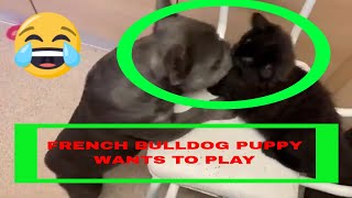 French bulldog puppy just wants to play by CUTE FURRY FRIENDS VIDEOS 9 views 4 years ago 3 minutes, 1 second