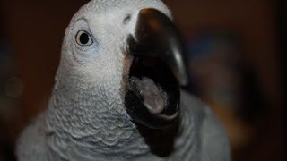 Answer For All Biting Screaming & Trick Training Parrots | BT Course