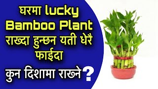 घरमा lucky  Bamboo Plant कुन दिशामा राख्दा शुभ हुन्छ ?Lucky Bamboo Plant Benifits