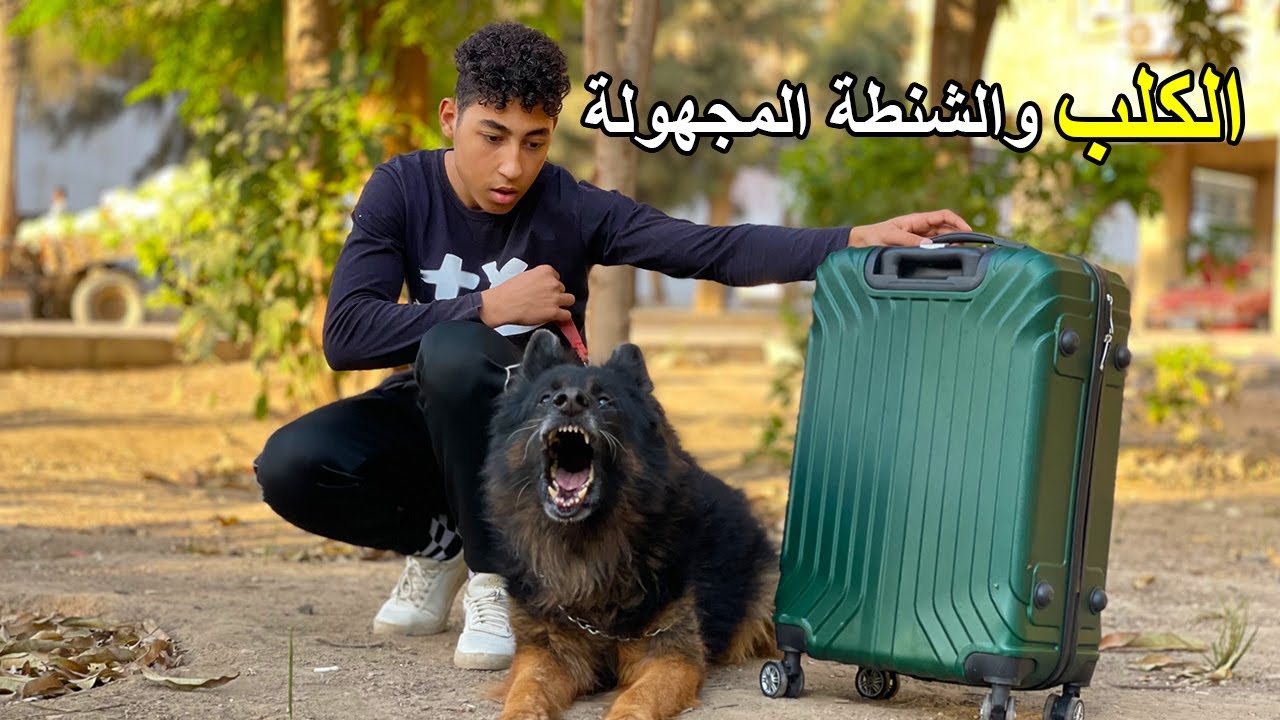 كلب شرس يبحث عن ولد ســرررق شنطة مجهولة والنهاية !!!
