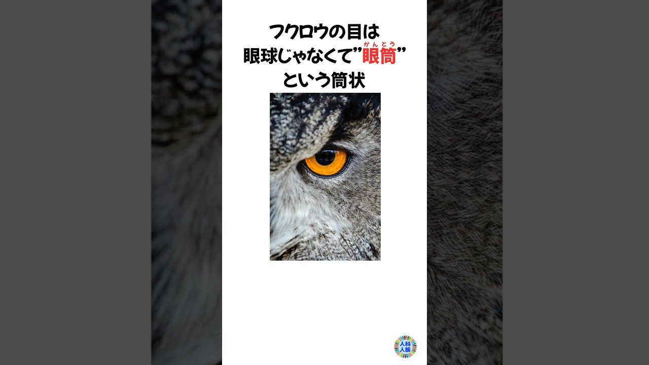 かっこいいフクロウの雑学