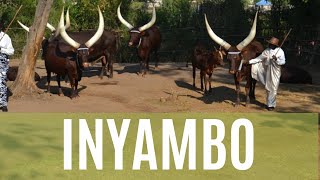 Inyambo: Inka zifite imico nk'iy'abantu II Ingoma yogeye TV yazisuye mu Rukari