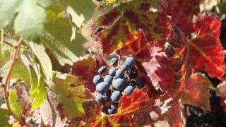 Winemaking 101 : Sorting and destemming grapes with Fred Scherrer