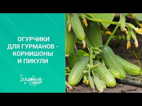 Огурчики для гурманов   корнишоны и пикули