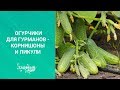 Огурчики для гурманов   корнишоны и пикули