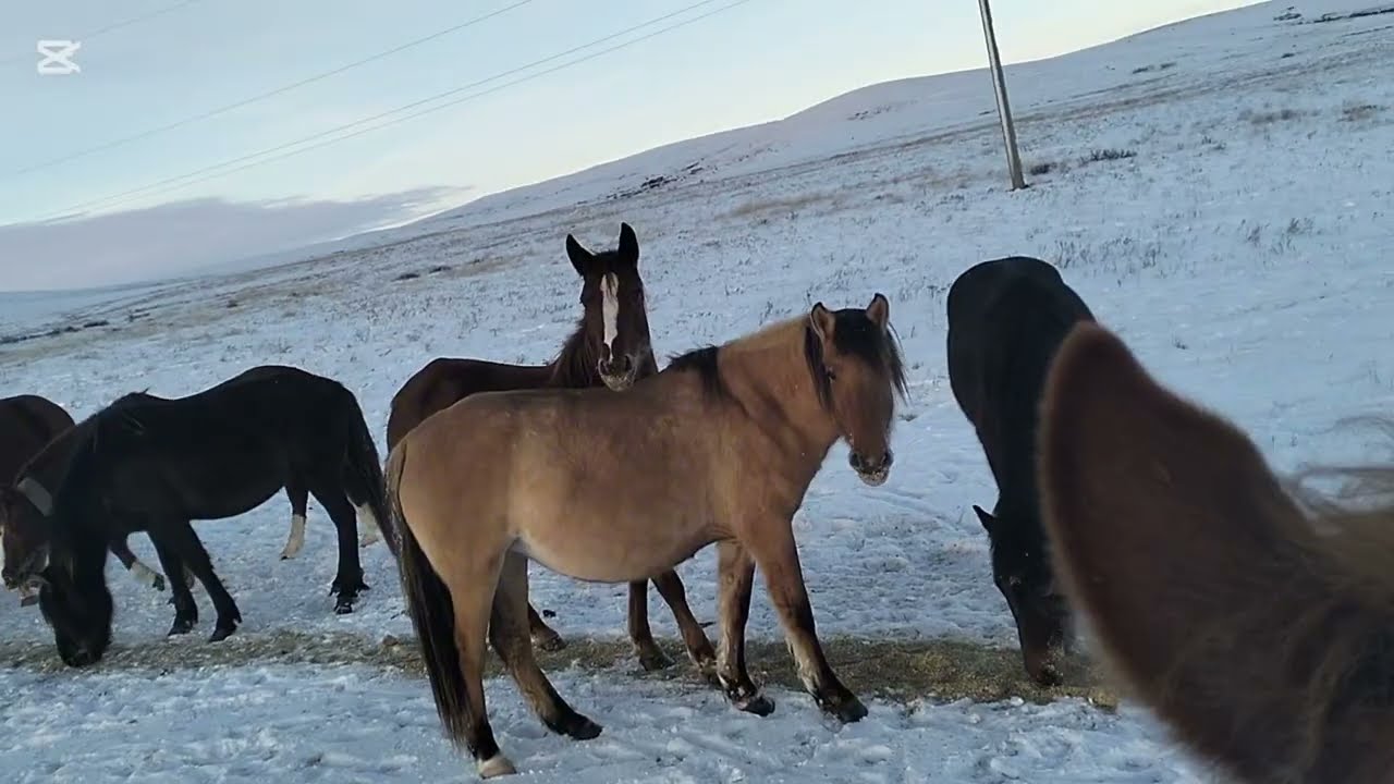 Жылқылар жемге келді 
