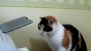 Cat vs Printer... Funny!