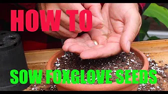 How to sow foxglove seeds How to sow foxglove seeds