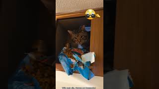 Cat Vs Food #catshorts #catlovers #catfood #funnyanimal #crazycomedy