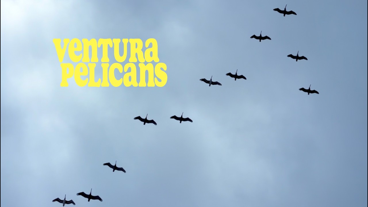 Racing pelicans on a bike in Ventura