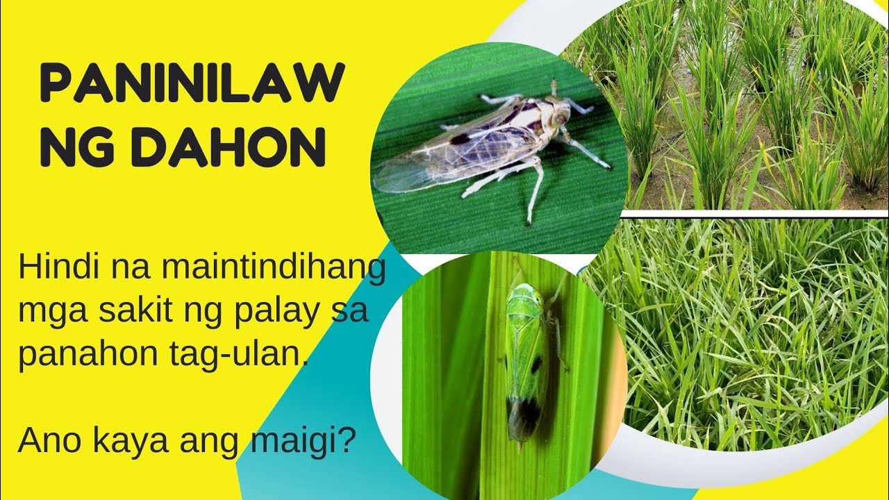 PANINILAW NG DAHON NG PALAY!