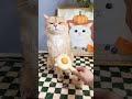 [Giipet]ペット抜け毛取りブラシ😻 #giipet #pets #petテープ #ペット用品 #cat #cute #ぽめすたぐらむ #おすすめ #犬用おもちゃ #柴犬