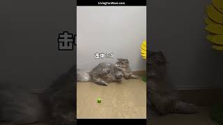 Cat Toy Ball Launcher - The Ultimate Fun and Boredom Buster for Cats screenshot 1