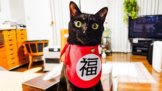 保護猫が「福猫」になったらこんな年明けに🐈‍⬛ by 保護猫るな 808 views 4 months ago 2 minutes, 44 seconds