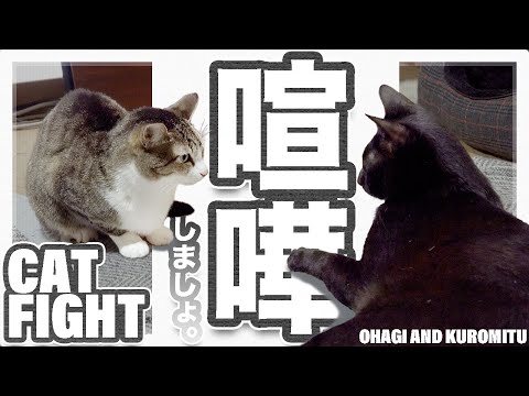 猫の喧嘩しましょ。