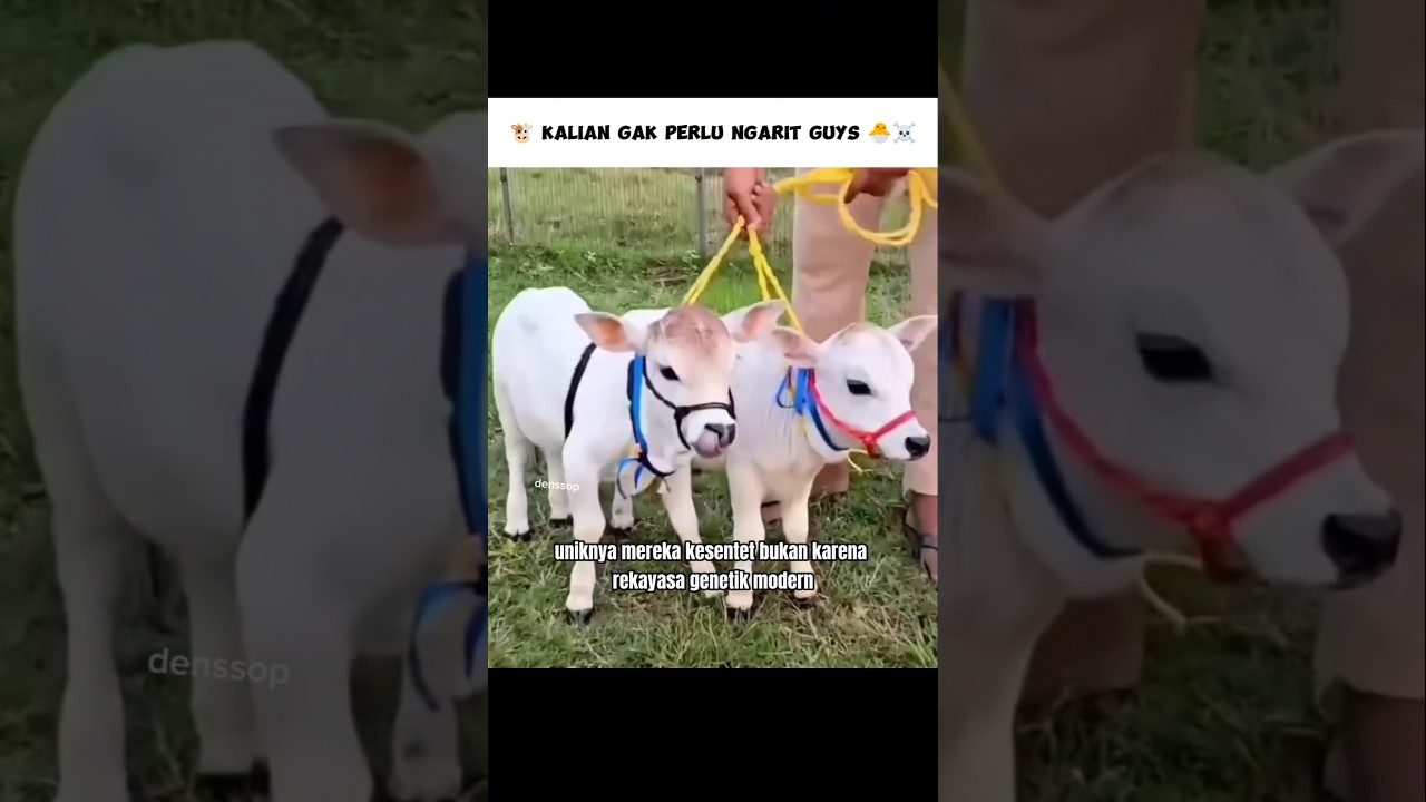 Sapi mini Cute Dan langka 😅 