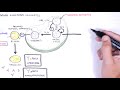 Anca associated vasculitis antineutrophil cytoplasmic antibody  causes pathophysiology types