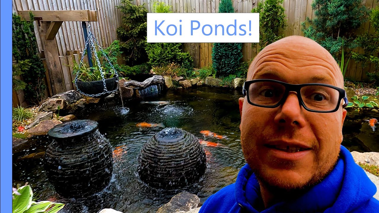 Koi Ponds and Turtles at Olympian Water Gardens Manchester U.K YouTube