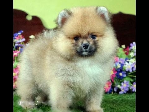 Perfect Pedigree Thailand's Pedigree male Pomeranian ...