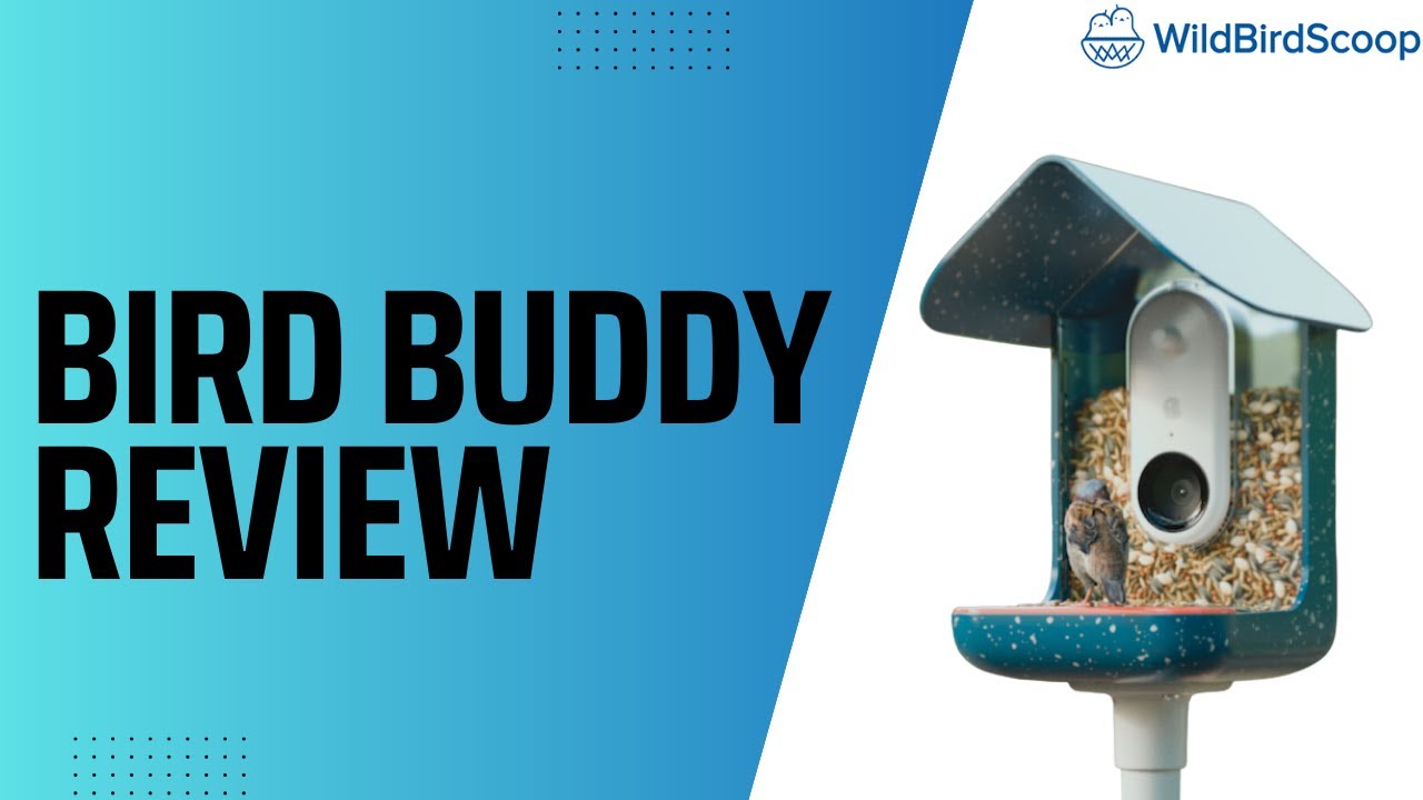 Bird Buddy Reviews 2024 - Read Before You Buy