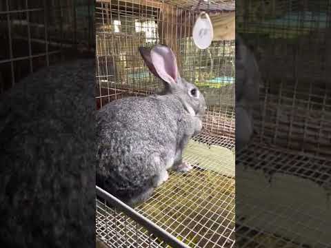 Video: Blanc de Hotot Rabbit