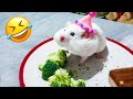 Funniest dogs and catss   best funny animals 2023  1