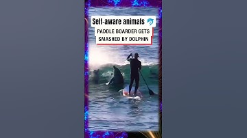 Paddle boarder gets smashed by dolphin #animals #funnyanimals #nature #trendingshorts #dolphin #fyp